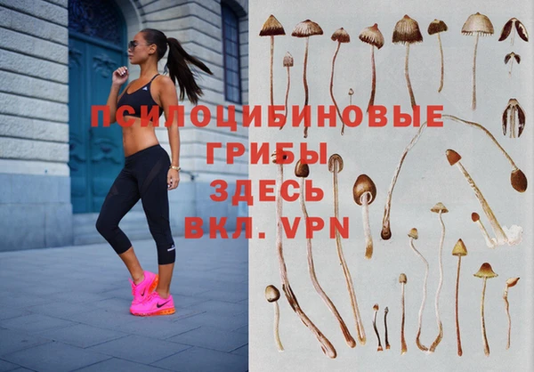 шишки Абаза